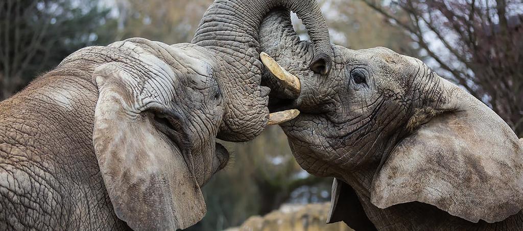 Jedeme do Afriky! Výlet do Afriky už nemusí být jen sen. Safari Park Dvůr Králové nad Labem, často přezdívaný Afrika v srdci Evropy, ho promění ve skutečnost!