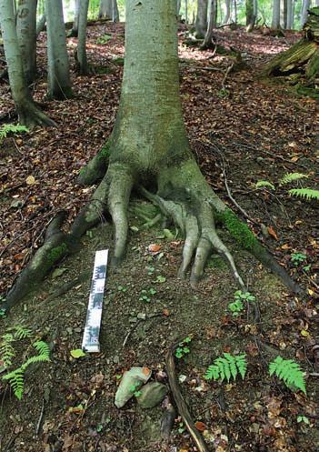 Následkem enormního tlaku kořenů, který může přesáhnout i 0,9 MPa (Bennie 1991), vzniká v okolí kmene často tzv. kořenová kupa, nebo do - konce věnec kamenů.