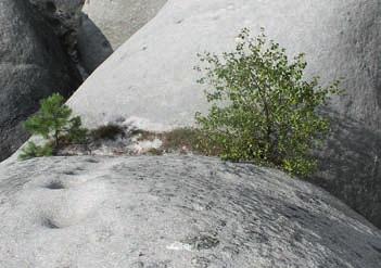 12 13 Abiotická dominance Geofyzikální toky Vlastnosti substrátu Topografie Abioticko-biotické zpětné vazby Uchycení vegetace Stabilizace substrátu Zachycování sedimentu Vstup organického materiálu