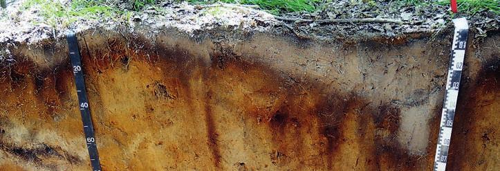 Temperátní pralesy Disturbance Biotická dominance Ekologické procesy Převaha biogeomorfologických procesů Svahová dynamika řízená dynamikou vývratů a dalšími 14 vlivy stromů 12 Na řezu vývratem