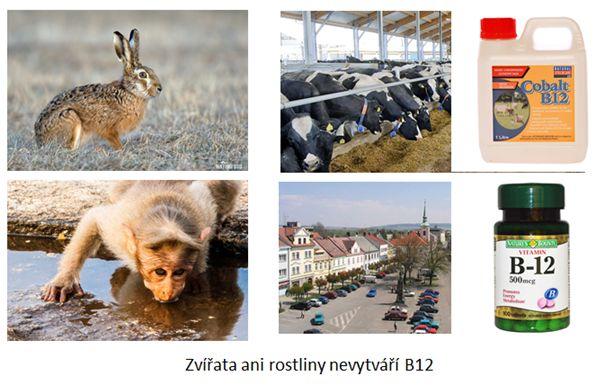 Je rostlinná strava nepřirozená, když neobsahuje vitamín B12?