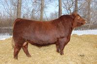 Red Lazy MC CC CUT ABOVE 102Y RED ANGUS - ZAA 942 Red Lazy MC Stout 30S Red Lazy MC Smash 41N Red Lazy MC Cowboy Cut 26U Red Lazy MC Bess 12S Red Lazy MC Star 185M Red Lazy