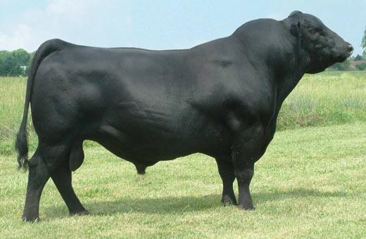 TOSU BLACKWELL 1321 NEW! ANGUS - Boyd New Day 8005 B A R Ext Traveler 205 B/R New Day 454 Tosu Blackbird 032