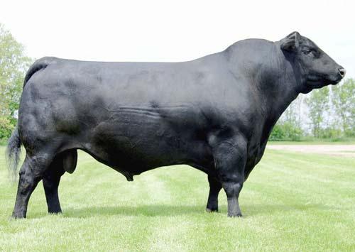 BR Mr Crown Prince 9061W NEW! ANGUS - Baldridge Mullen M528 F A R Krugerrand 410H Mohnen Crown Royal 316 B R Miss Krugerrand 619S Mohnen Jilt 1283 B R miss Exodus 14K Narozen: 30.03.