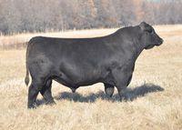 GF SON IN LAW 4Z ANGUS - ZAI 060 Mytty In Focus S A V Net Worth 4200 Vin-Mar Focus In 8847 Tambri Blackbird 4X Baldridge Erroline S216 Tambro Blackbird 2P Narozen: 04.01.
