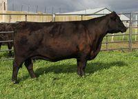 683 kg Vin-Mar Focus In 8847 Obvod šourku: 43,5 cm Kód: 0200AN10105 PLEMENNÉ HODNOTY KANADA : POROD 0,42 +1,4 20% ODSTAV 0,32 +60 3% ROK 0,34 +110 1% Boyd New Day 8005 MLÉKO 0,2