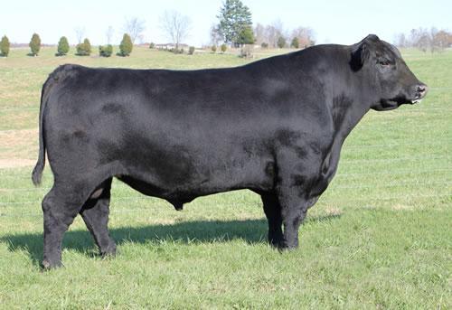 Connealy Total Alliance 1179 NEW! ANGUS - ZAA.