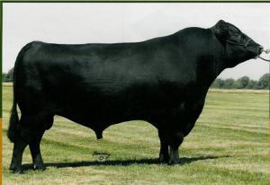 2008 Tetování: 864N Chovatel: Connealy Angus Ranch Registr: 16482652 Majitel: Rocky View County Porodní hmotnost: 37 kg Hmotnost v 205 dnech: 233 kg Výška:
