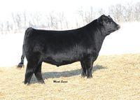 GF INNER STRENGTH 30Z ANGUS - ZAI 280 PVF All Payday 729 B C Matrix 4132 PVF Windfall SCC 9005 Phillips Dreamer Dameron PVF Proven Queen 010 SDTRK Dreamin
