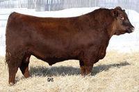 RED SIX MILE GRAND SLAM 130Z RED ANGUS - ZAI 061 Red VGW Game Plan 508 Red SSS Bucc 30U Red VGW Game Plan 816 Red Six Mile Rebecca 216X Red VGW TW Doll 0270 Red Wilbar Rebecca 234M Narozen: 27.