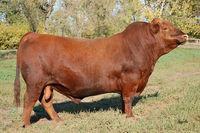 RED LAZY MC SPYDER 149A RED ANGUS - ZAI 185 LAZY MC LOOKOUT 37U RED RMJ REDMAN 1T RED LAZY MC EYE SPY 64Y RED LAZY MC LARKABA 127Y RED LAZY MC GOLD DESING 68U RED LAZY MC LARKABA