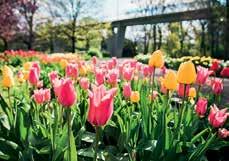 dubna 2019 ZA KULTUROU 16. až 19., 23. a 24. dubna 2019 FOTO: VÝSTAVIŠTĚ FLORA OLOMOUC FOTO: MĚSTSKÉ DIVADLO BRNO Na jarní Floru Olomouc se slevou Vlak+ Strom života.