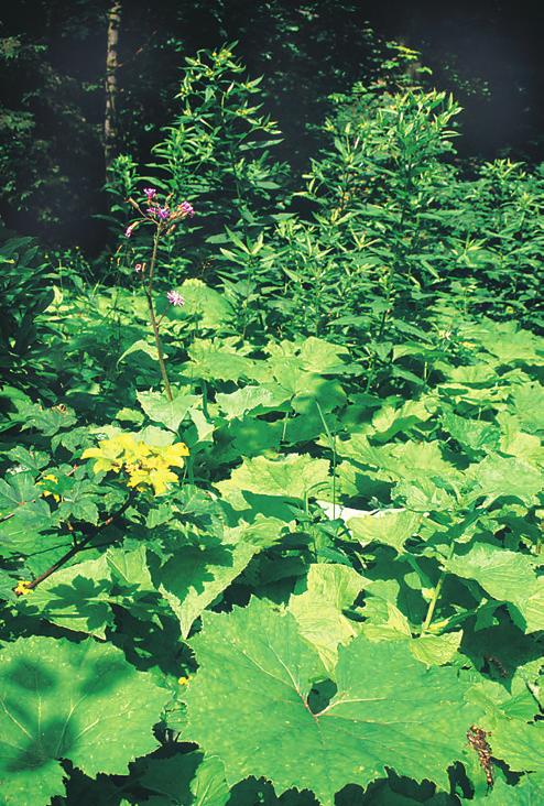 Adenostylion alliariae lemovou vegetaci, a také na dnech chladných kaňonovitých údolí ve skalních městech (Prinz 1937, Hadač & Štursa 1983).