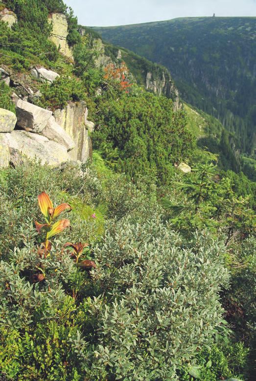 druhů cévnatých rostlin se častěji vyskytují Aconitum plicatum, Hieracium prenanthoides a Ligusticum mutellina, z mechorostů Bryum schleicheri a kriticky ohrožené druhy Tayloria serrata a T. tenuis.