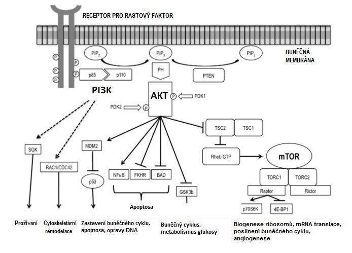 Obrázek 6. Zjednodušené schéma PI3K/ AKT/ mtor signální kaskády Receptor pro růstový faktor v buněčné membráně je fosforylován enzymem tyrosinkinasou.