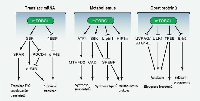 Obrázek 7. Zjednodušené schéma signálních drah řízených komplexem mtorc1 mtorc1 ovlivňuje translaci mrna, metabolismu i obrat proteinů.