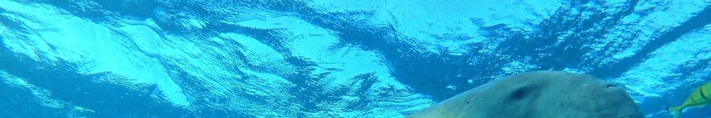 dugong https://www.youtube.