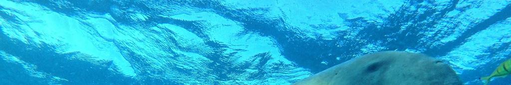 dugong https://www.youtube.