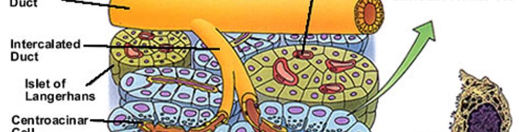 pankreatický polypeptid amylin 3 4 aciny - pankreat.