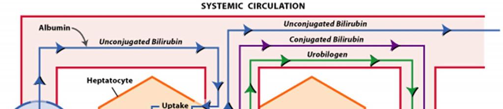 hypertenze hypoalbuminémie edémy, ascites porucha hemostázy nedostatečná tvorba srážecích faktorů porucha krvetvorby důsledek krvácení,