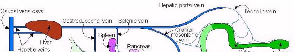 neurotransmitery hepatorenální syndrom 38 Hyperbilirubinemie/ikterus Portální hypertenze 39 normální tlak v portálním řečišti 5 15 mmhg