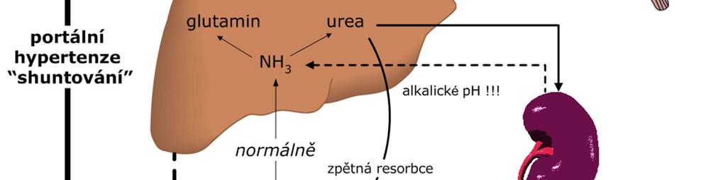 omezená doba pro úspěšnou transplantaci jater porucha detoxifikace amoniaku v cyklu močoviny zdroje amoniaku oxidativní deaminace
