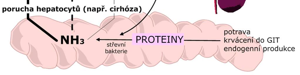 v tlustém střevě amoniak je >50µmol/l toxický = porucha činnosti CNS v krvi jako NH 3 /NH 4+ poměr závisí na ph (normálně 99% ionizováno) při