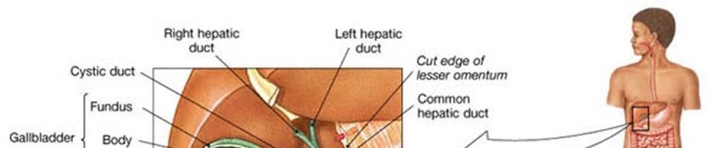 Anatomie vyústění ductus pancreaticus a žl.