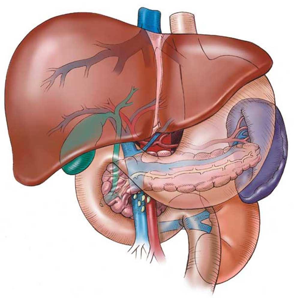 Anatomie a histologie jater 13 játra (hepar) ~1.5kg 2 laloky (sin. a dx.