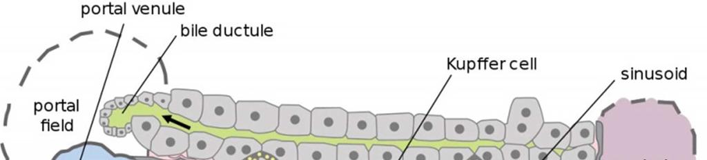 vychytávání lipoproteinů, syntéza cholesterolu, syntéza TG proteiny trans- a de-aminace AK,