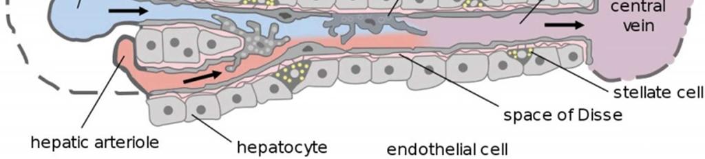 detoxifikace hormony, léky, cizorodé látky, amoniak ze střeva skladování vitaminů a stopových látek
