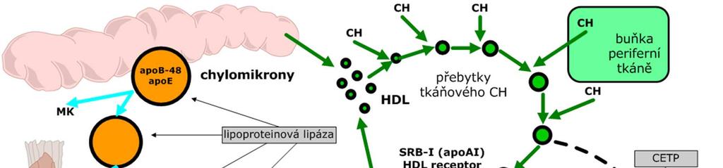 činitele) může progredovat do fibrózy či cirhózy na přechodu S do SH se účastní další faktory jako