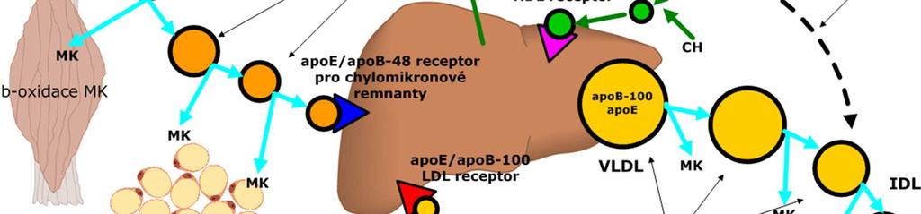 etiologie S a SH alkoholické energetický obsah alkoholu změny intermediárního metabolizmu inhibice