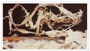 Pórnatka působí destruktivně na dřevo a šíří se tenkými bílými provazci podhoubí, které mohou prorůstat i zdmi. Pórnatka se podobá dřevomorce domácí, jen má vyšší nároky na vlhkost.