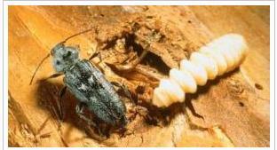Hmyz má nižší nároky na vlhkost i teplotu dřeva. Optimální podmínky pro růst jsou: teplota 20 C a vlhkost 10-12 %.