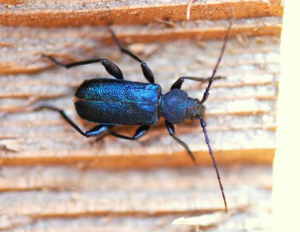 Tesařík fialový Brouk modrofialové barvy je dlouhý asi 8-18 mm. Velikost larvy je asi 2,5 mm. Tesařík fialový napadá jak rostoucí, tak čerstvě poražené dřevo.