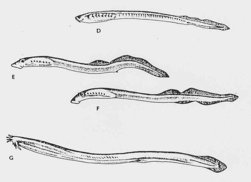 Třída: KRUHOÚSTÍ Cyclostomata - válcovité tělo s druhotnými zjednodušeními (lysá kůže, ploutevní lem, bez