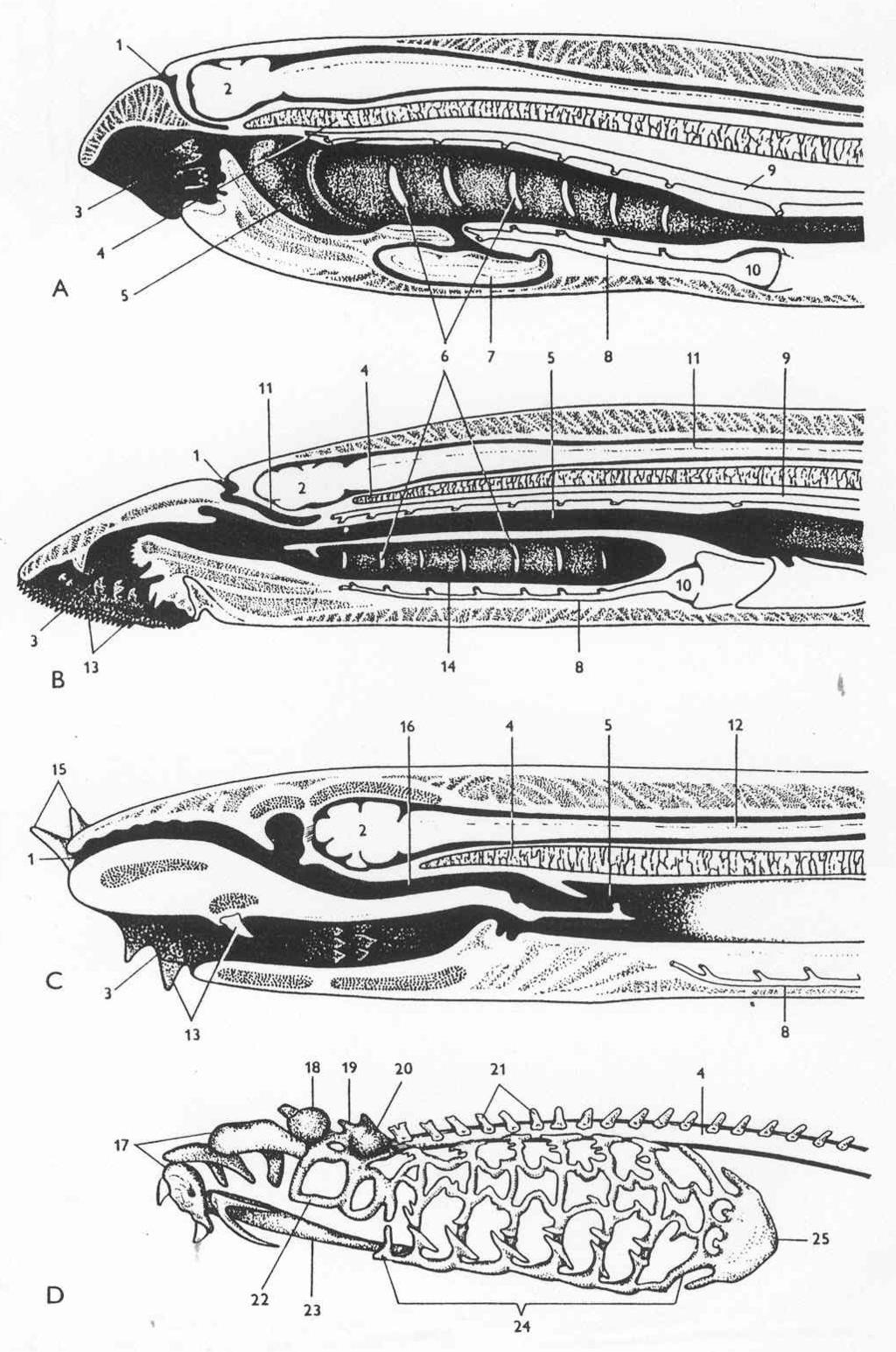 Kruhoústí (Cyclostomata: D