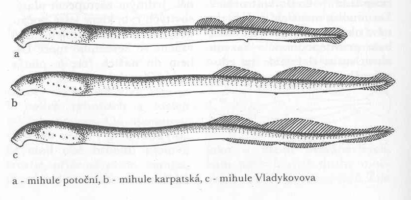 Ústa mají tvar dutého válce a jsou na vnější straně přeměněna v přísavku, v dospělosti jsou pokryta rohovitými zoubky. Nemá čelisti. Plynový měchýř schází.