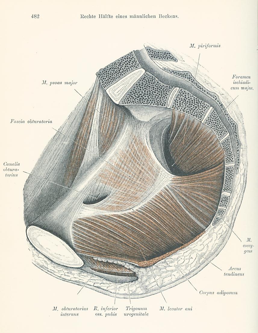 Zde podle srovnávacích prací spojení kosti stydké s ocasem existuje (klokan, orangutan) (Thompson, 1901). Musculus puborectalis sval identický s dolní částí musculus levator ani.