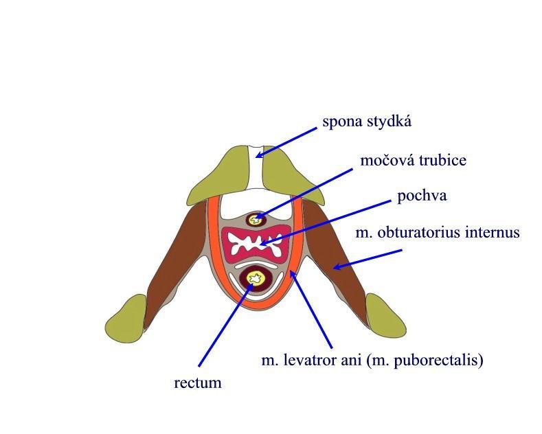 Obrázek č. 5: Hiatus urogenitalis, normální stav (soukromý archiv, Otčenášek, 2009). M.