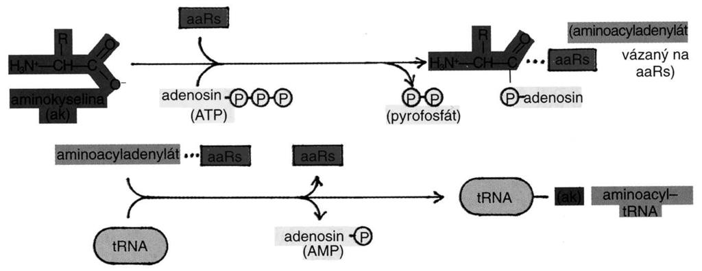 Inkorporace bílkovin do RNA světa 1. AK + ATP AK-AMP Dvoukroková syntéza bílkovin: 2.