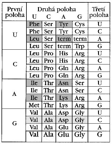 Teorie vývoje genetického kódu GC model Nejstarší triplety GXC Val, Ala, Asp, Gly nejčastější aa, abiotická syntéza, glycinové hodiny Další vývoj prostřednictvím mutační expanze AU