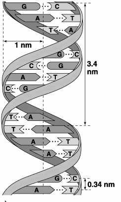 Proč je genetická informace uložena v DNA Rozdíly mezi RNA a DNA: Ribosa (2 -OH
