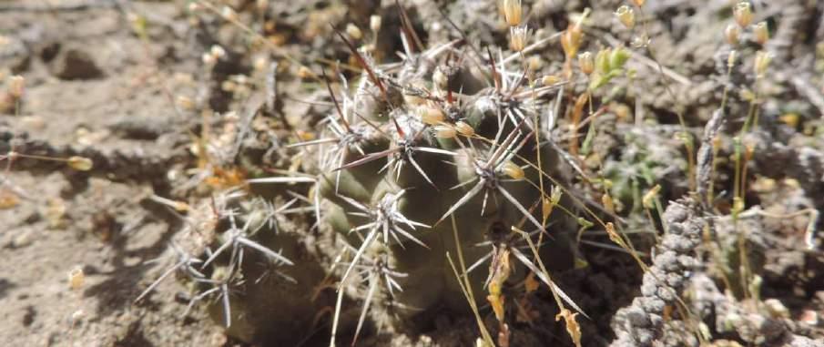 horký den. Dnes jedeme směr ESQUEL. Vyrážíme v 8.35 hodin. Po cestě je známá lokalita v GUALJAINA, kde roste Pterocactus araucanus. V PASO DEL SAPO jsme nabrali plnou nádrž benzínu.