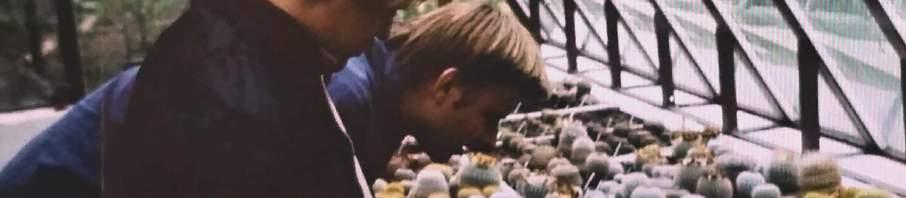 Kamila Lisala, který bydlel nedaleko nádraží. V roce 1981 popsal Walter Rausch Gymnocalycium ferrarii, které Jirka záhy získal a právě u Kamila mi tuto pěknou novinku ukázal.