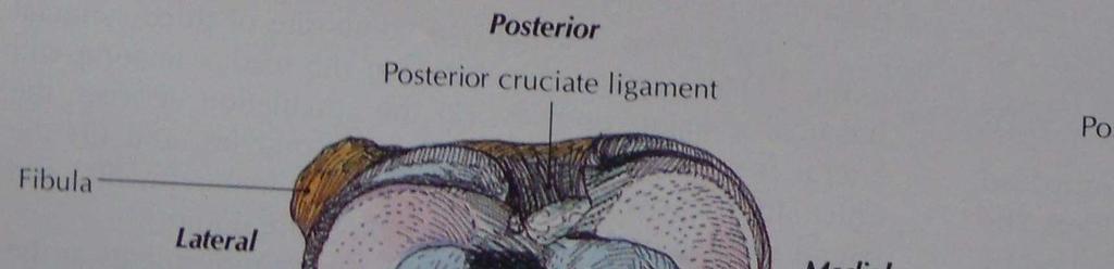 Leží nad patelou a vsouvá se mezi šlachu m. quadriceps femoris a femur. V některých případech je zcela samostatná a nesouvisí s dutinou kolenního kloubu (Čihák, 2001). 2.1.3.