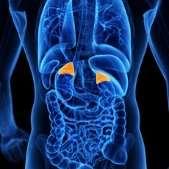 PHEOCHROMOCYTOMA / PARAGANGLIOMA Rare neuro-endocrine tumors (0.