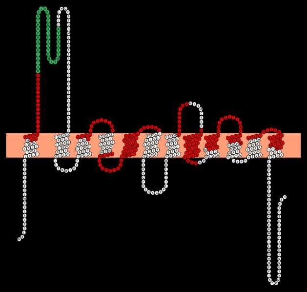 VMAT2_HUMAN Synaptic vesicular amine transporter