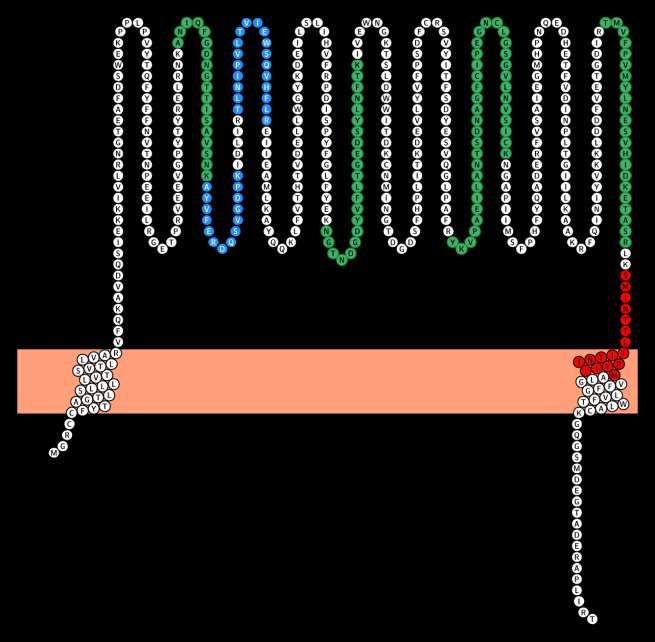 G G G GLYCOCAPTURE CLASSIC STRATEGY hptc